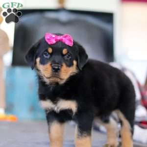 Avery, Rottweiler Puppy